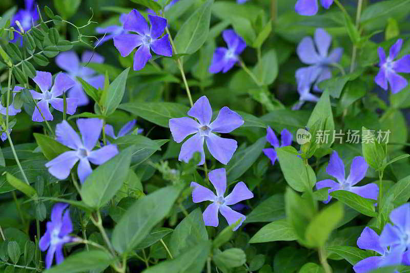 大长春花/大叶长春花:常绿多年生植物，常作为地被植物栽培